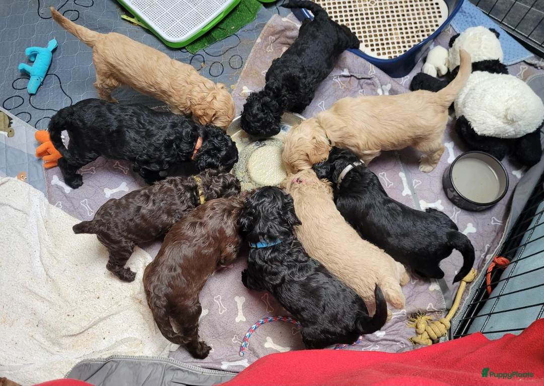 Australian Labradoodle honden te koop: Australian Labradoodle Puppies (In Belgium) - Advertentie 30