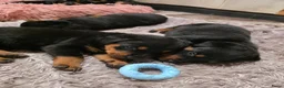 Rottweiler honden te koop: Prachtig mooie Rotweiler pups te koop! - Advertentie 10