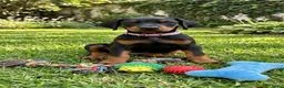 Dobermann honden te koop: Prachtige Dobermann pups - Advertentie 12