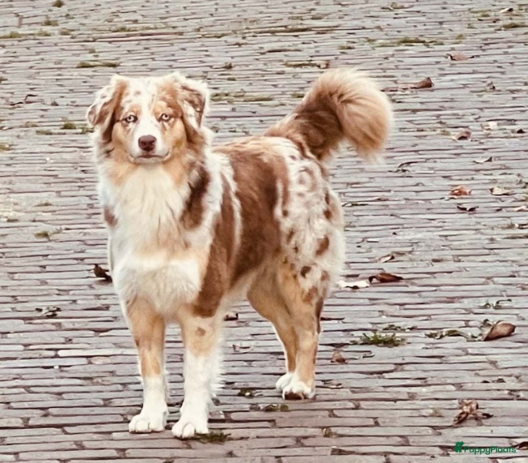 Australian Shepherd honden te koop: Prachtige pups Australian shepherd X  - Advertentie 18