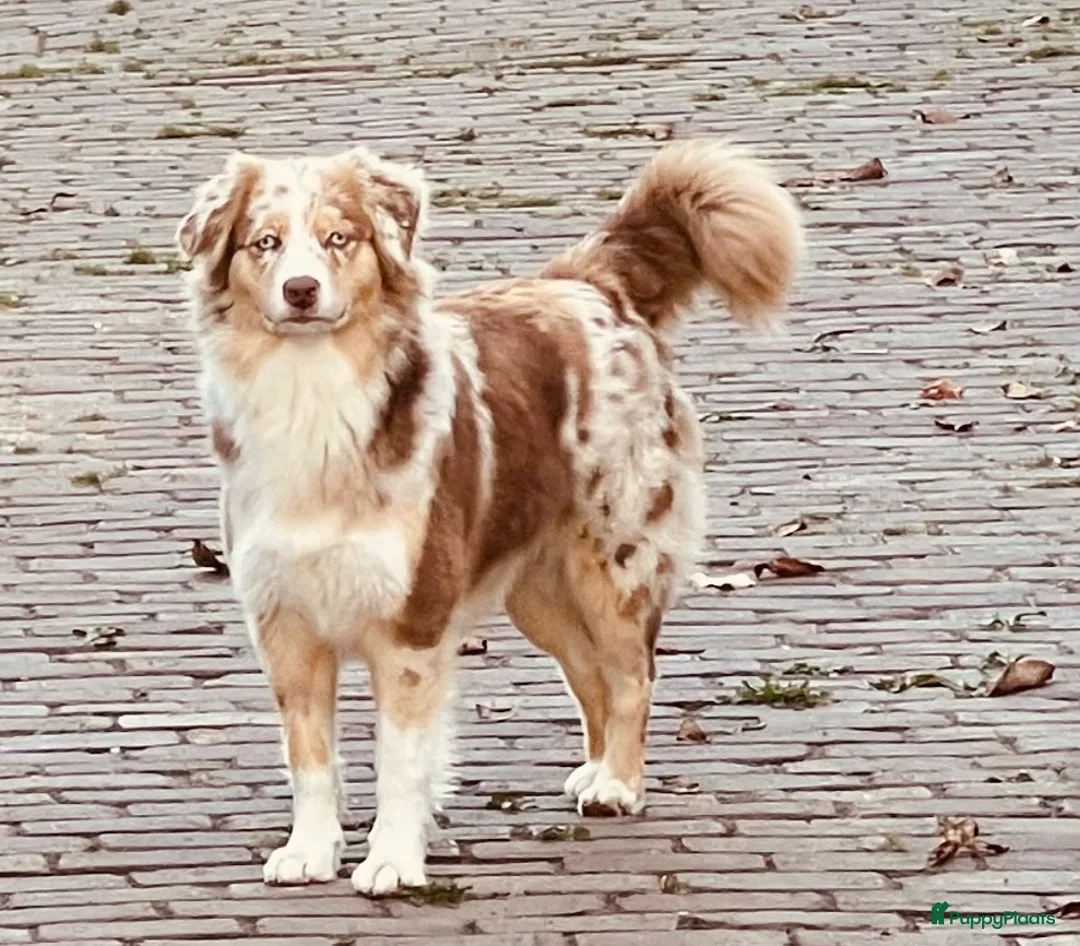 Australian Shepherd honden te koop: Prachtige pups Australian shepherd X  - Advertentie 18