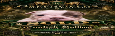 Engelse Bulldog 5