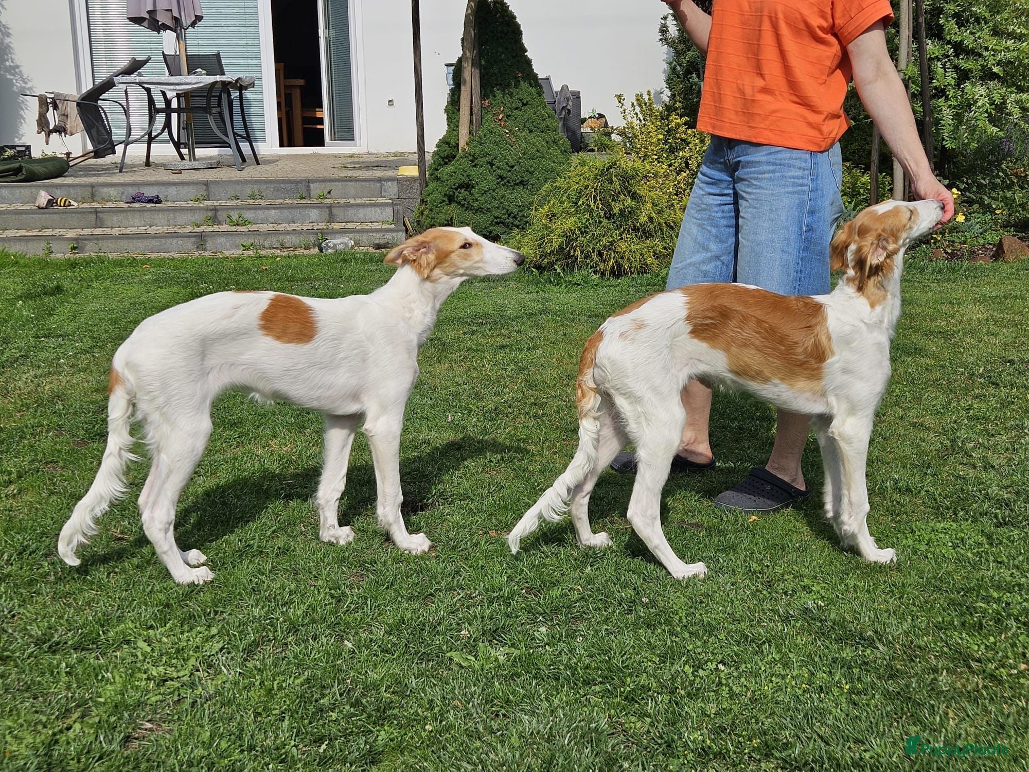 Barsoi honden Borzoi-teef uit FCI-kennel zoekt lief thuis  - Advertentie 3