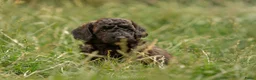 Kruising honden te koop: Dwergpoedel x Boompoo pups  - Advertentie 16
