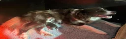 Border Collie honden te koop: Border collie pups met FCI stamboom - Advertentie 3