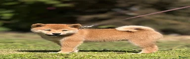 Shiba teefje 2