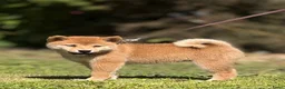 Shiba honden te koop: Shiba inu pups van top ouders - Advertentie 2