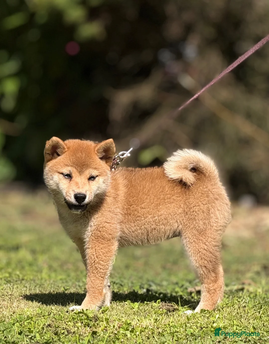 Shiba honden te koop: Shiba inu pups van top ouders - Advertentie 2