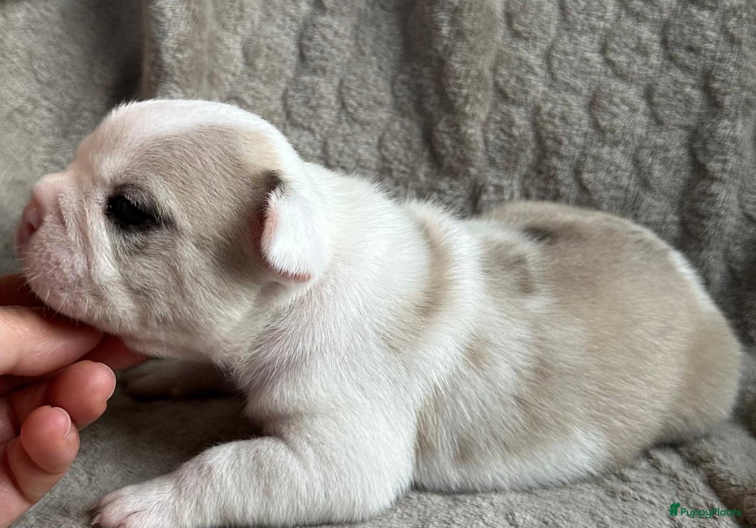 Franse Bulldog honden te koop: Franse Bulldog pups - Advertentie 2