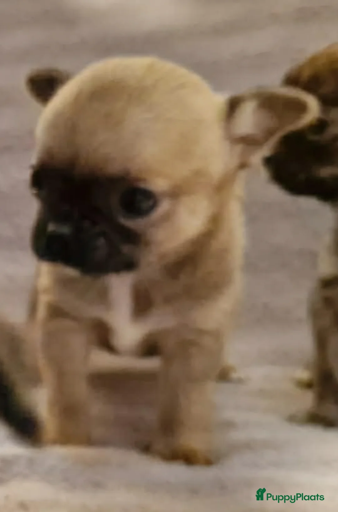 Chihuahua honden te koop: Knap wildkleur chihuahua teefje - Advertentie 14