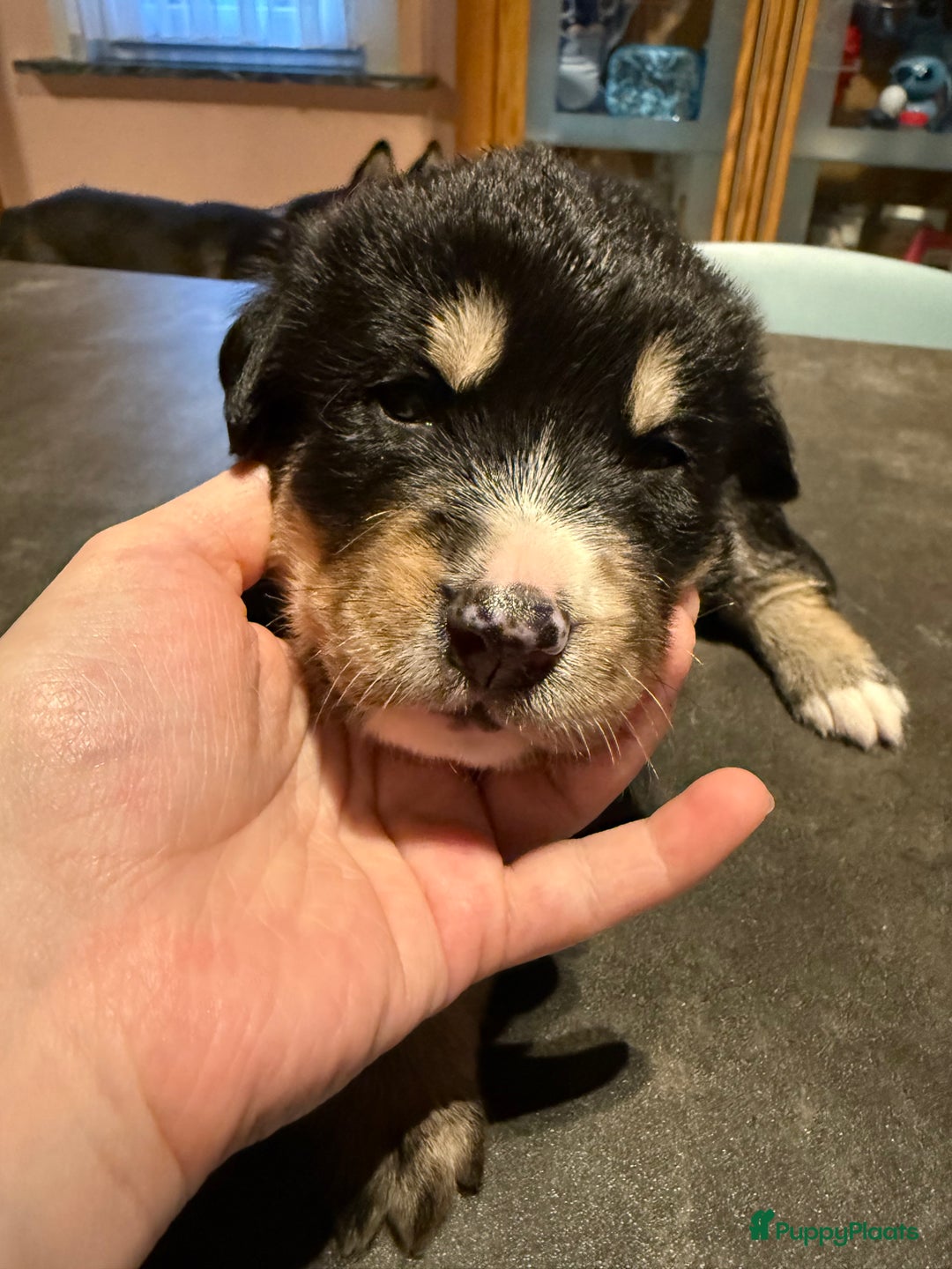 Kruising honden te koop: Super lieve bernskypuppy’s - Afbeelding 16