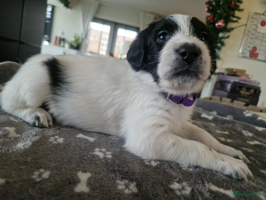 Kruising honden te koop: Labradoodle x greyhound mix - Advertentie 6