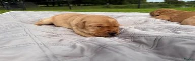 Labrador Retriever Puppy 3