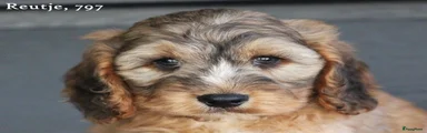 Cockapoo 1