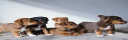 Jack Russel Terriër honden te koop: Stoere Jack Russel pups beschikbaar - Advertentie 8