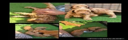 Cockapoo honden te koop: Prachtige mooie Cockapoos  - Advertentie 4