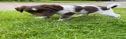 Friese Stabij honden te koop: Friese stabij puppy’s  in Uithuizermeeden - Advertentie 7