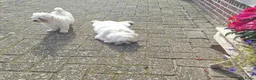 Maltezer honden te koop: Maltezer reutje. Rasecht. 1 jaar - Advertentie 6