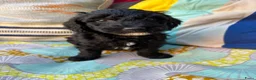Australian Labradoodle honden te koop: Australian labradoodle reutjes beschikbaar  - Advertentie 7