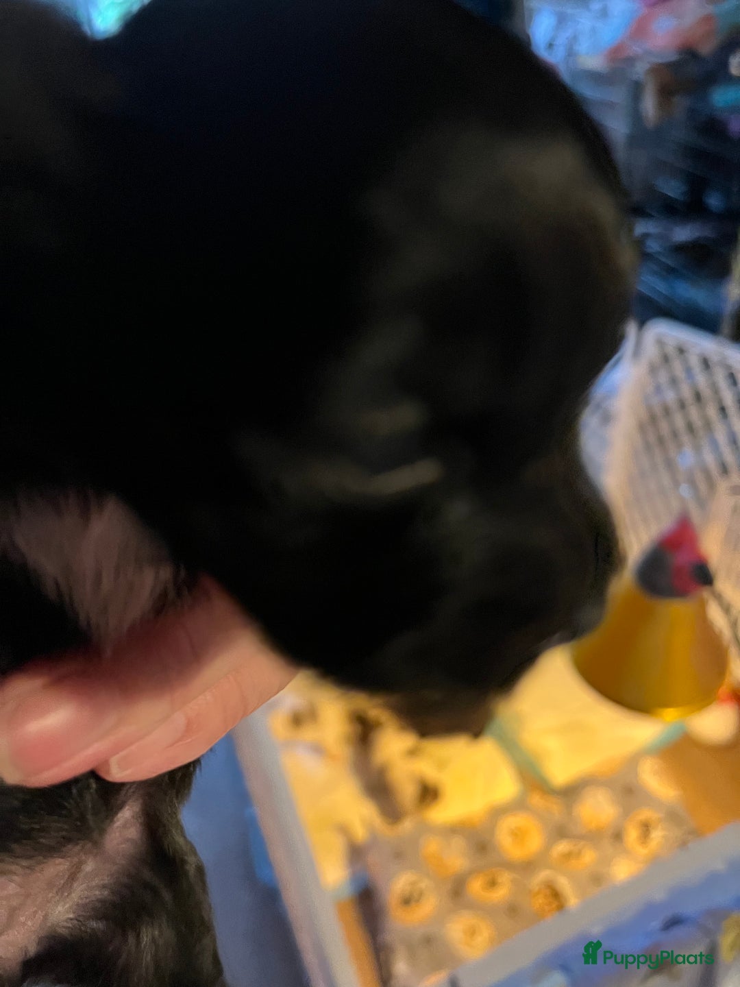 Chihuahua honden te koop: Zwart/wit teefje gereserveerd  - Afbeelding 9