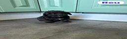 Maltipoo honden te koop: Maltipoo pups - Advertentie 8