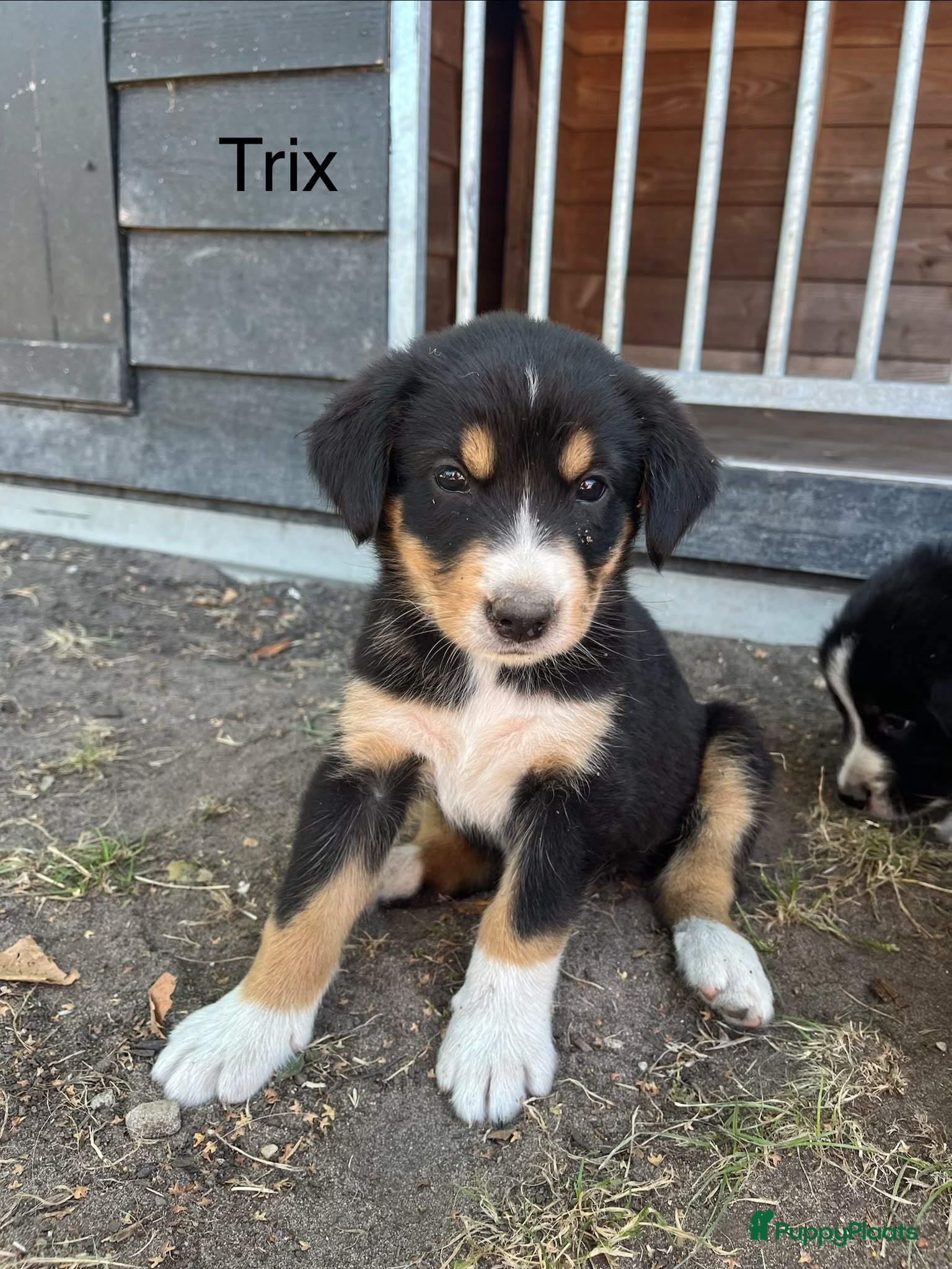 Berner Sennenhond honden Bernersennen pups  - Advertentie 5