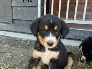 Berner Sennenhond honden Bernersennen pups - Advertentie 5