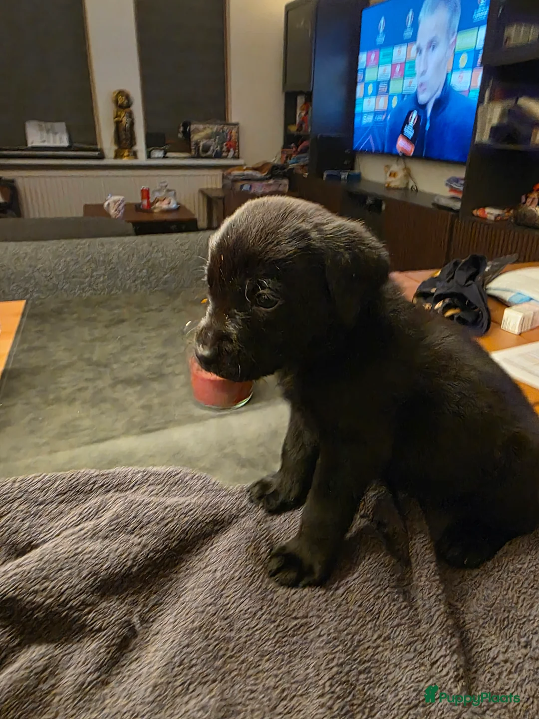 Labrador Retriever honden te koop: 6 mooie en lieve labradorpups - Advertentie 11