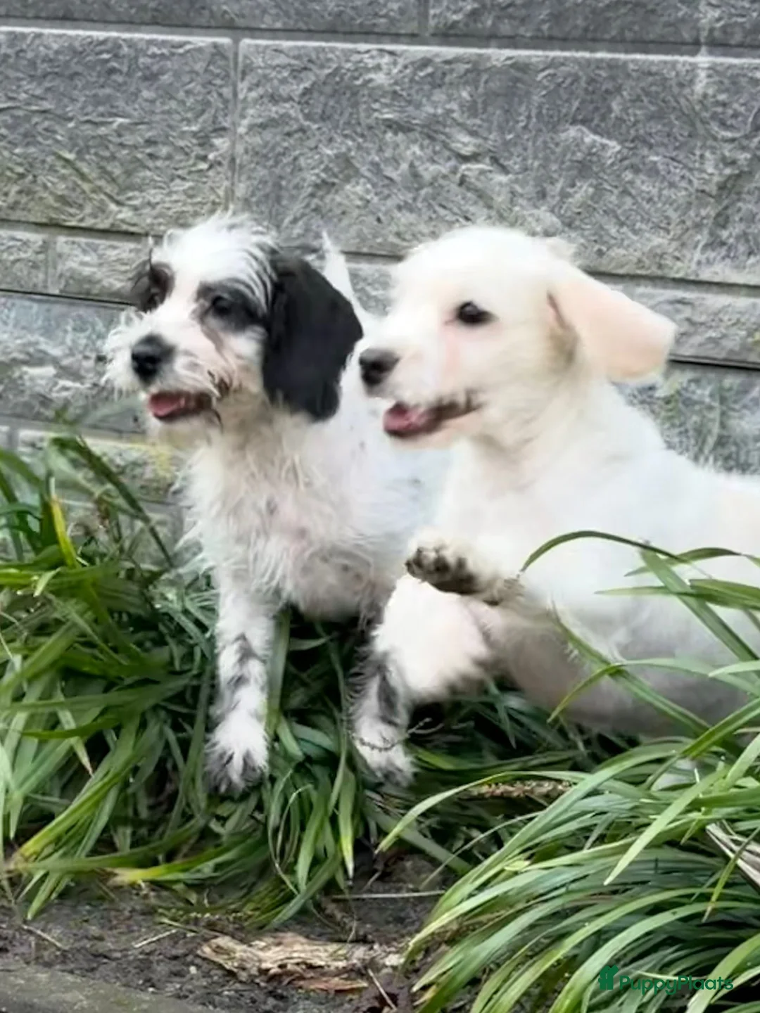 Maltipoo honden te koop: Nog 2 maltipoo reutjes beschikbaar  - Advertentie 9