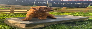 Australian Labradoodle Puppy 2 gereserveerd 