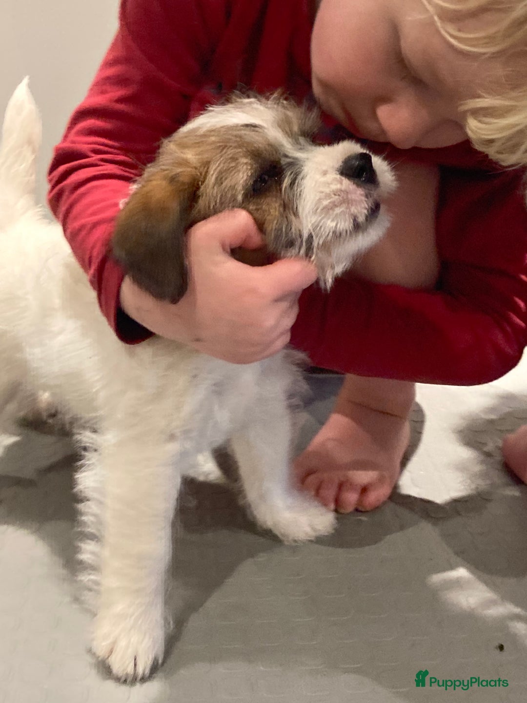 Jack Russel Terriër honden te koop: Ruwharige jack russellpups - Advertentie 5