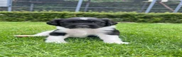 Friese Stabij honden te koop: Lieve en Sociale Friese Stabij pups - Advertentie 11