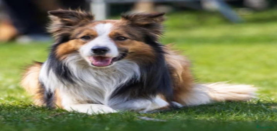 Galerij afbeelding {{count}}