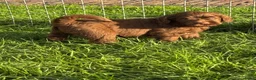 Labradoodle honden te koop: Multigen medium chocolade labradoodle pups - Advertentie 7