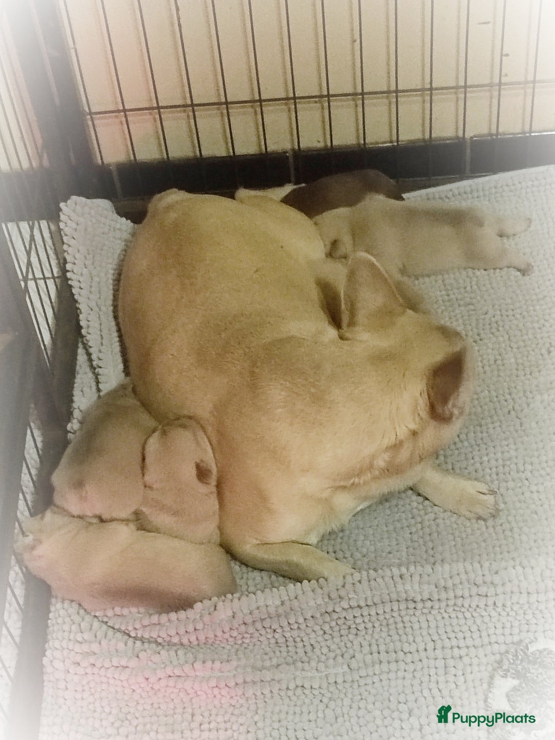 Franse Bulldog honden te koop: Franse bulldog pups - Advertentie 20