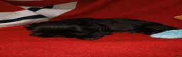 Shih Tzu honden te koop: Lieve leuke raszuiver shih tzu pups - Advertentie 22