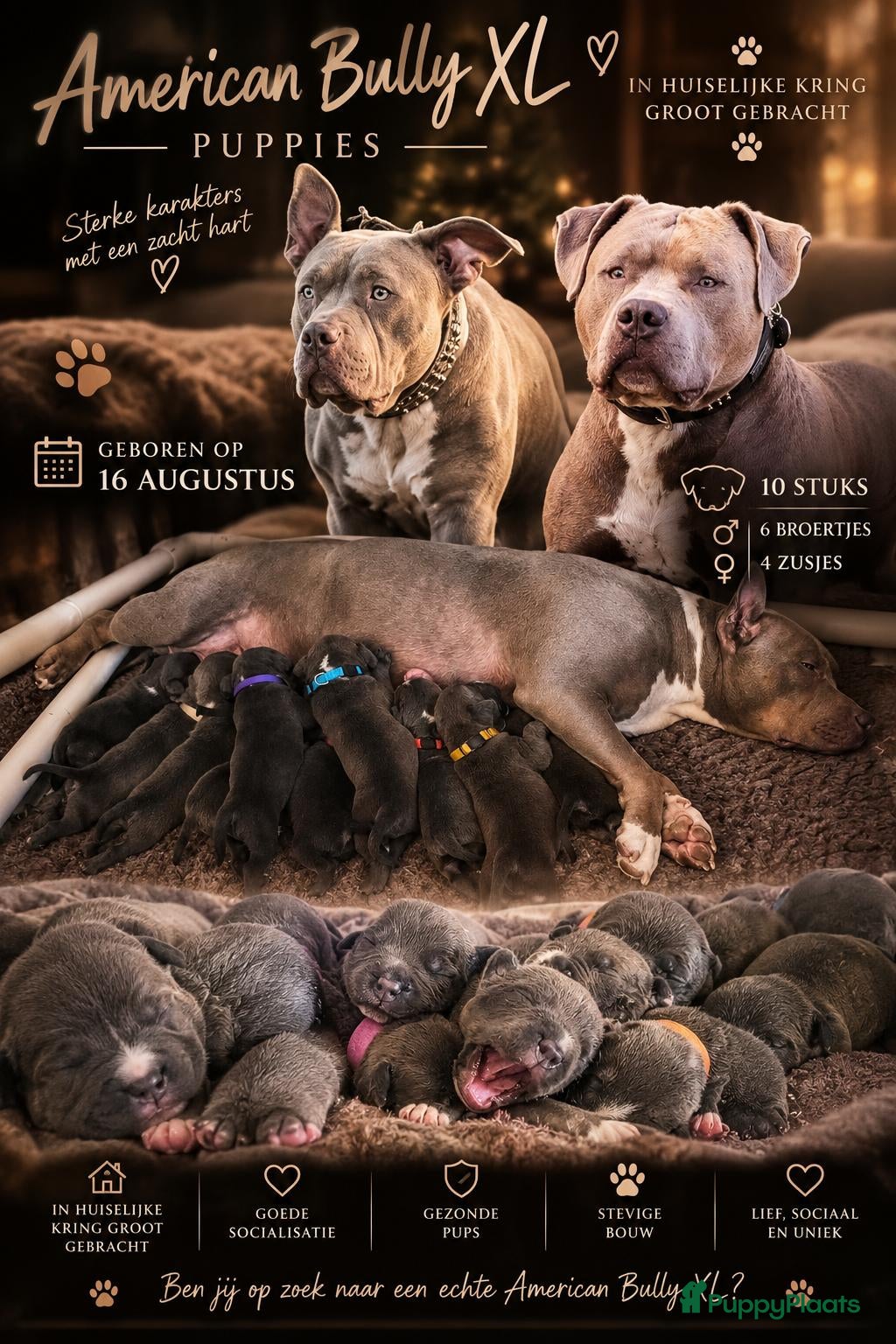 Amerikaanse Bully honden 🐾AMERICAN BULLY XL PUPPIES🐾 - Advertentie 2