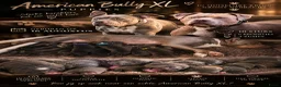 Amerikaanse Bully honden te koop: 🐾AMERICAN BULLY XL PUPPIES🐾 - Advertentie 1