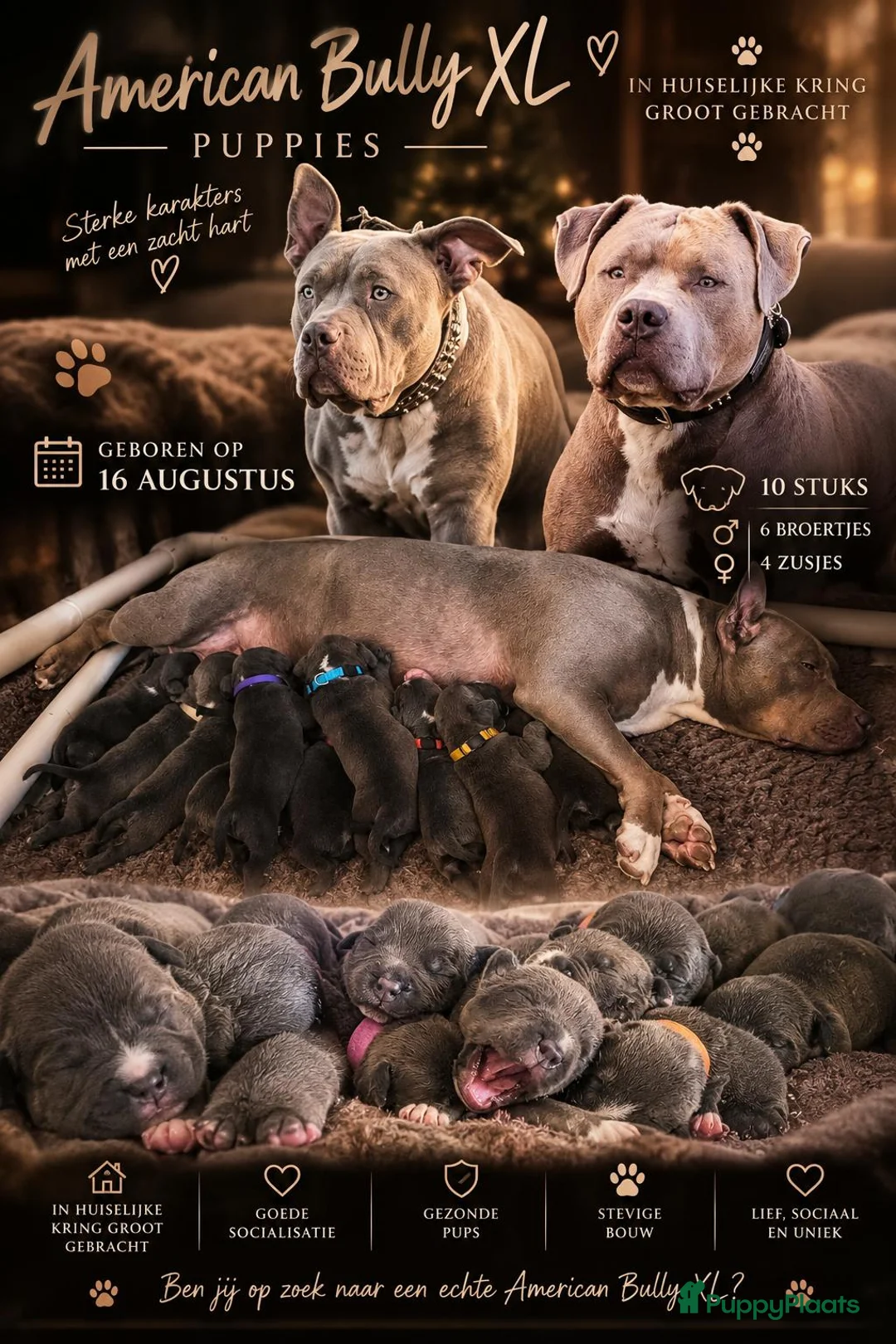 Amerikaanse Bully honden te koop: 🐾AMERICAN BULLY XL PUPPIES🐾 - Advertentie 1