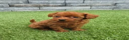 Poedel Toy honden te koop: Mooi abrikoos rood toy poedel reutje. - Advertentie 12