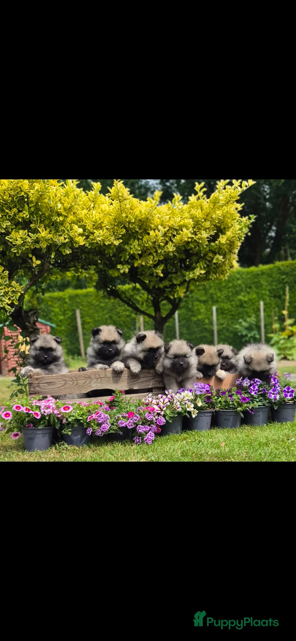 Keeshond honden Grote grijze keeshond puppy's  - Advertentie 1