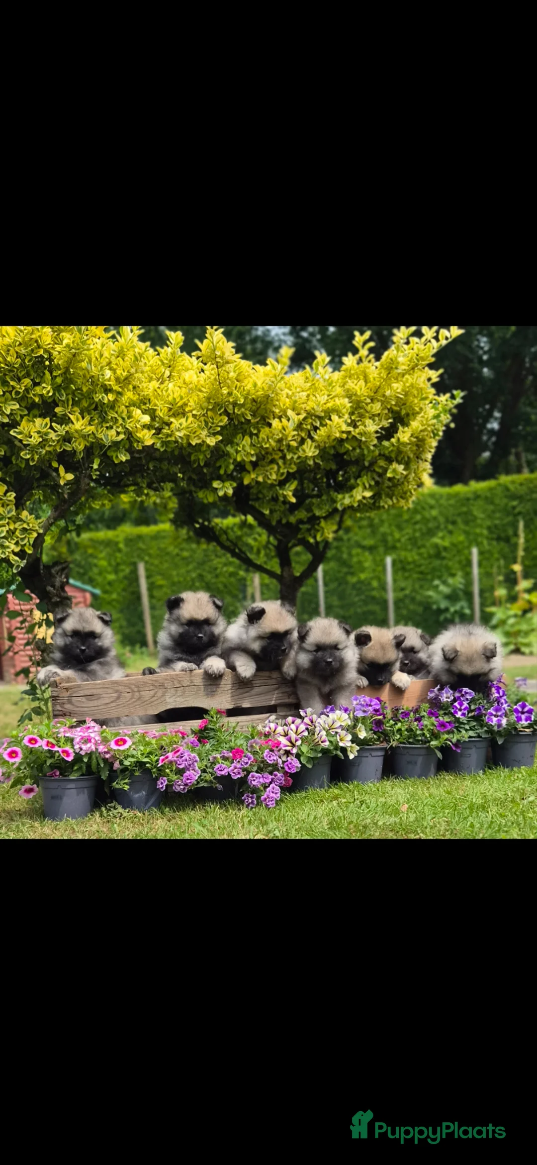 Keeshond honden te koop: Grote grijze keeshond puppy's  - Advertentie 1