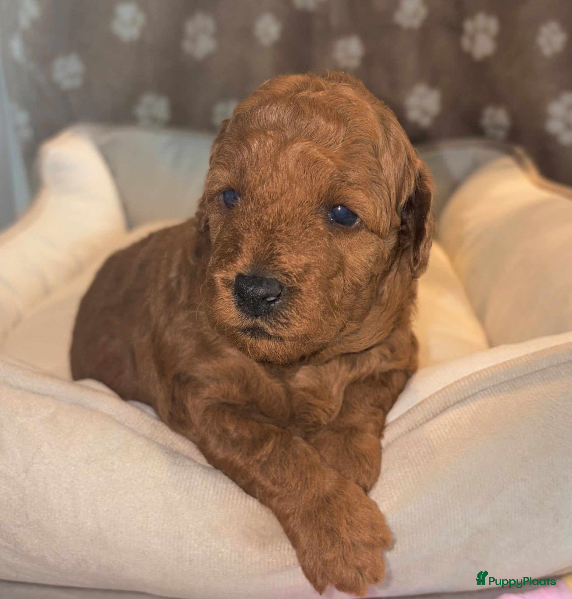 Dwergpoedel honden 🐾 Te koop: 2 prachtige dwergpoedel puppy’s 🐾 - Advertentie 2