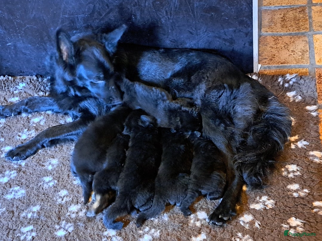 Duitse Herder honden te koop: Langstokharige zw. en zw.br. Duitse Herder puppies - Advertentie 5