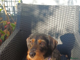 Ruwhaar Teckel honden Stamboom FCI pups ruwhaar teckels - Advertentie 3