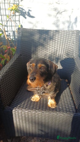 Ruwhaar Teckel honden Stamboom FCI pups ruwhaar teckels - Advertentie 1