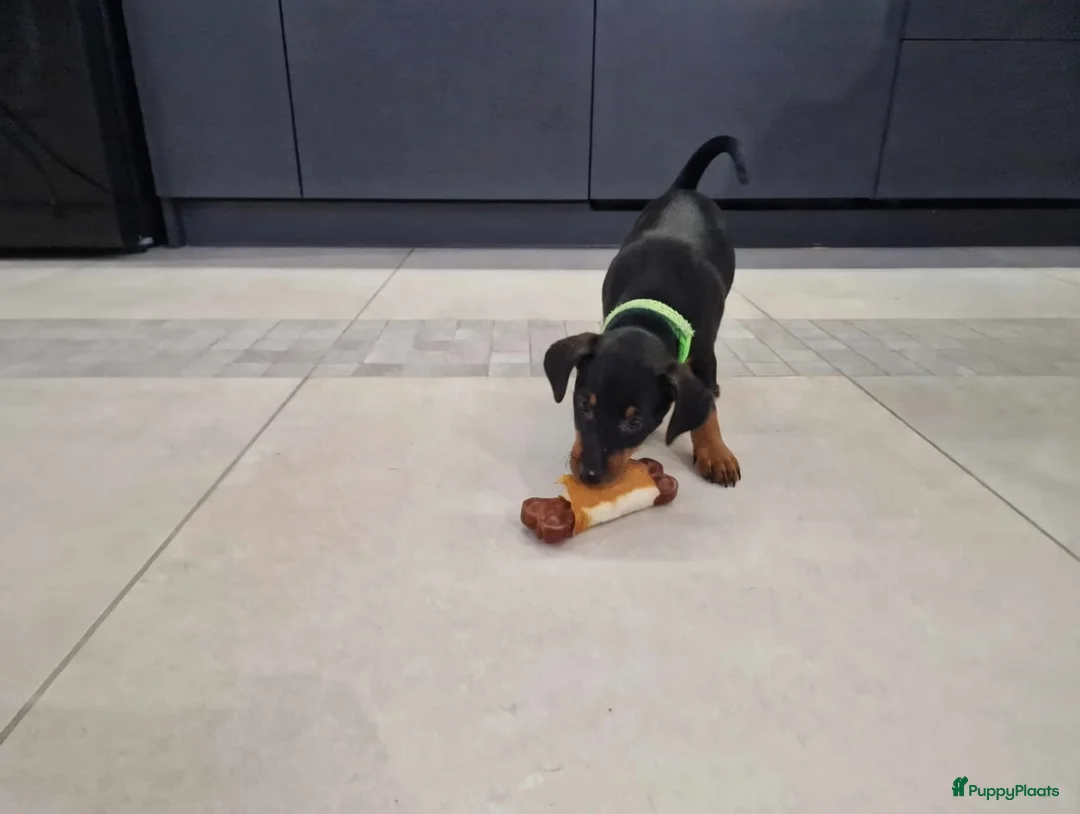 Dwergpinscher honden te koop: Dwergpinscherpuppy's - Advertentie 1