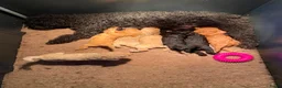 Kruising honden te koop: Australian Labradoodle multigen mini/medium - Advertentie 11