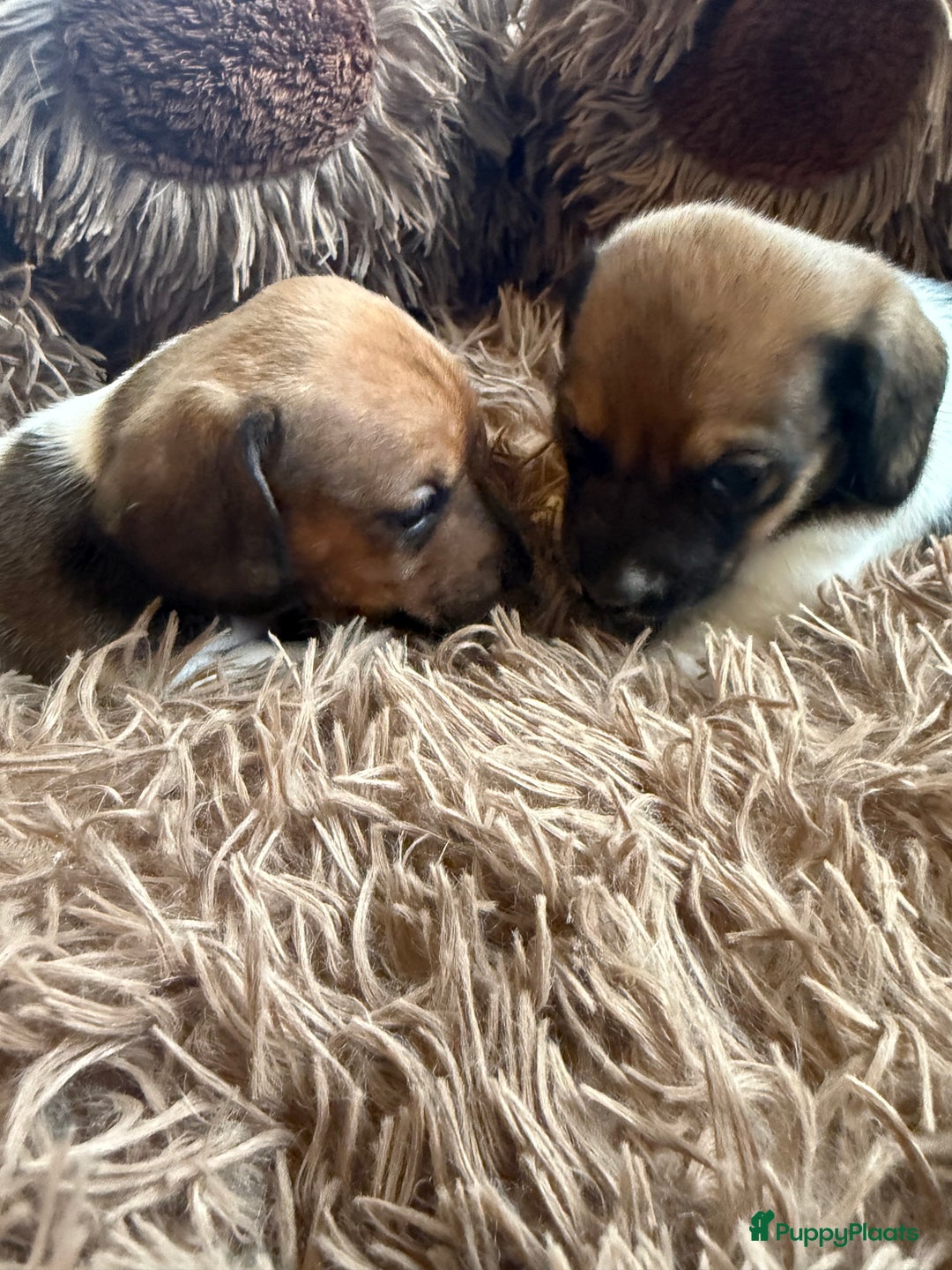 Teckel (korthaar)  honden te koop: Piebald dwergteckel pups - Advertentie 18