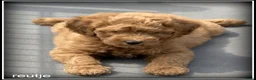 Labradoodle honden te koop: Labradoodle pups +/- 45 cm - Advertentie 10